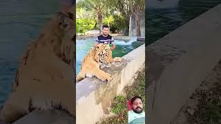 15 year tiger youtubeshorts discovery tiger [upl. by Anola502]