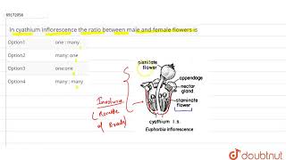 In cyathium inflorescence the ratio between male and female flowers is [upl. by Inram]