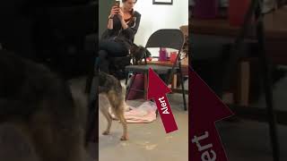 Service Dog Alerts Handler of a Seizure [upl. by Terzas]