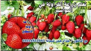 بماسورة 8 بوصة تعالى هأعلمك اسهل واسرع طريقة لزراعة الفراولة في البلكونة في المنزل [upl. by Anelrats]