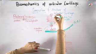 Biomechanics of articular cartilage  Proteoglycans composition and structure [upl. by Jaehne]