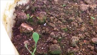 Indoor morels of 2018 Little babies [upl. by Nico]