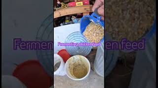 Fermenting Chicken Feed homestead raisingchickensforeggs fermentation [upl. by Hnaht]