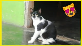 REACCIÓN De GATOS a Maullidos [upl. by Jeconiah]