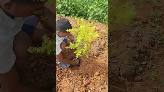 Plantation of Bottlebrush Melaleuca bracteata agro farming Plantation bottlebrush [upl. by Nnaj]