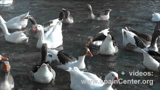 Patos Ocas y Pavos comiendo en río Júcar  spainCenterorg [upl. by Aserehtairam917]