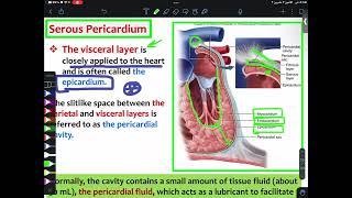 ANATOMY L1 Mediastinum amp Pericardium Part2  CVS [upl. by Ocinom]