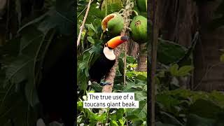 How a Toucans beak saves them from overheating [upl. by Pucida]