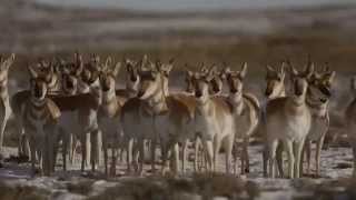 Path of the Pronghorn Pinedale Wyoming [upl. by Viviane465]