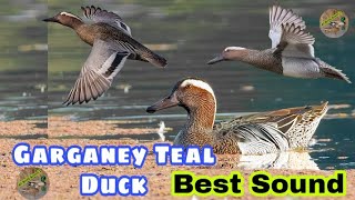 Garganey teal duck best sound  Garganey teal ki awaz  Garganey teal ducks new call sound [upl. by Faubert553]