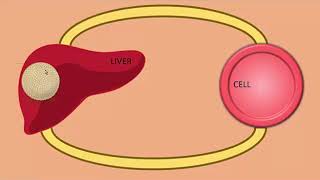 lipid digestion and absorption [upl. by Aicemaj495]