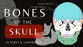 Bones of the Skull  The Mandible Cranial and Facial Bones  Anatomy and Physiology shorts [upl. by O'Reilly121]