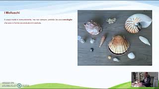 Zoologia  Molluschi [upl. by Craggie]