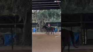 This lesson was ok but I had funnn😊equestrian pony fyp fypシ゚viral [upl. by Gnim]