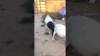 good enjoy short morning goats village life 216 [upl. by Otrevlig492]