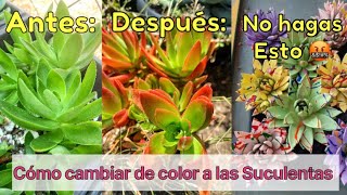 Suculentas de colores de forma Natural Cómo obtenerlo [upl. by Dirgis]