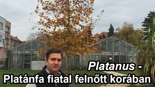 PlatanusPlatán fiatal felnőtt korában [upl. by Erlene534]