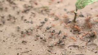 Army ants face off against the leafcutters [upl. by Aztiram]