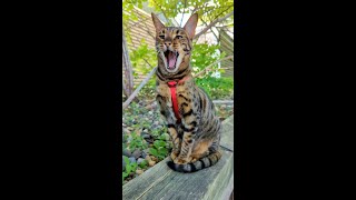 Sleepy cat yawn [upl. by Daryle]