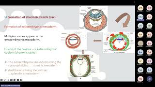 Gastrulation Prof Maha [upl. by Hirasuna]