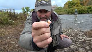 Fall Steelhead fishing The Egg Bite [upl. by Weinman474]