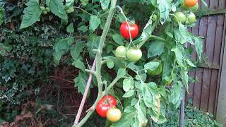 Blight Resistant Tomato Crimson Crush [upl. by Ilarin]