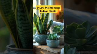 6low maintenance indoor Plantsshortvideoviralvideovideoplantsgardenflowersgardeningyoutube [upl. by Marylou882]