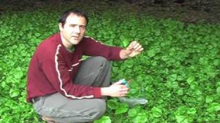 Miners Lettuce and chickweed [upl. by Neetsyrk699]