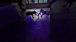 The puppies are healthy and are reunited at home cutepuppy puppyhood fyp [upl. by Nidia]