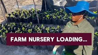 Our Farm Nursery  Zimbabwe Farming [upl. by Esinyl40]