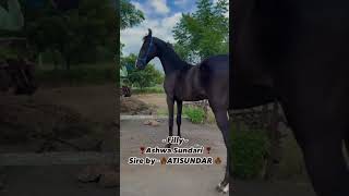 Filly ashwa sundari sire by atisunder owner bablu Shaikh [upl. by Notsehc18]