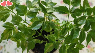 How to propagate a China doll plant🌱And care tips🌱Gardening with Susie TLC [upl. by Kjersti840]