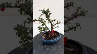 🌳COTONEASTER NUMERO 0619🌳 WWWBOHEBONSAICOM [upl. by Packton]