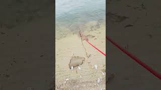 Magnet fishing at the Mississippi river lost Buried treasures are in the water [upl. by Ricker390]