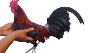 13 type of red gamefowl bloodlines [upl. by Nwavahs]