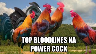 TOP 5 Gamefowl bloodlines in the Philippines [upl. by Ahsakal]