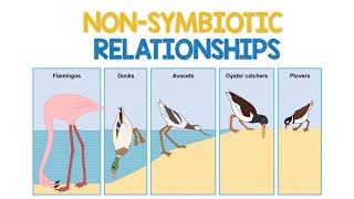 Non Symbiotic Relationships  Biology Animation [upl. by Xirdnek345]