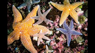 Starfish types [upl. by Som]