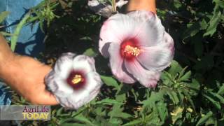 AgriLife Research WinterHardy Hibiscus program [upl. by Inman774]