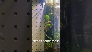 bioactive terrarium needs moss [upl. by Norvell]