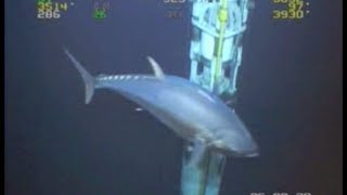 WORLD RECORD FISH 18ft Tuna ROV Deepwater Footage Bluefin Yellowfin Redfish [upl. by Norac]