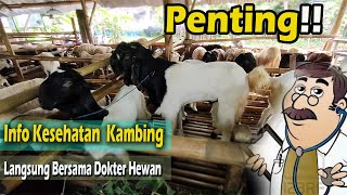 Benjolan besar pada telinga kambing Info Kesehatan Ternak Kambing Bersama Dokter Hewan DrhBudi [upl. by Collier874]