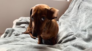 Mini dachshund has bedhead [upl. by Einnig]