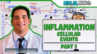 Immunology  Inflammation Cellular Events Part 2 [upl. by Ecirual]