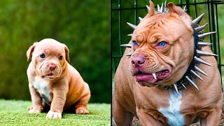 Before amp After Animals Growing Up Incredible Animal Transformations [upl. by Oicnecserc913]