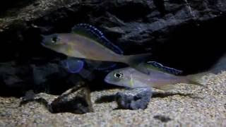 Xenotilapia spilopterus quotMabilibiliquot [upl. by Eniron]