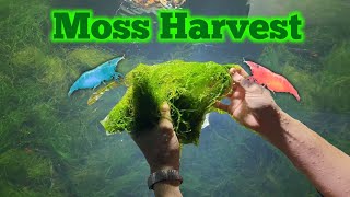 MASSIVE Moss Harvest  Moss in Shrimp Tanks [upl. by Hubble817]