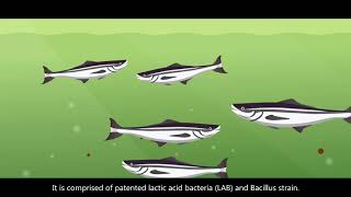 SYNSEA  Probiotic from fish for aquaculture  Maintain Water bodies and intestinal flora [upl. by Aroved922]