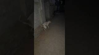 Injury Dogged dog doglover youtubeshorts [upl. by Nevin]