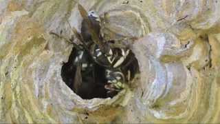 Baldfaced Hornet Dolichovespula maculata work on nest [upl. by Eltsyrc]